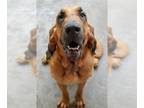 Bloodhound Mix DOG FOR ADOPTION RGADN-1265294 - Dixie - Bloodhound / Mixed