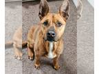 German Shepherd Dog Mix DOG FOR ADOPTION RGADN-1265301 - Scooby - German