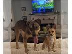 Labrador Retriever Mix DOG FOR ADOPTION RGADN-1265303 - Gracie - THE Best Lovely