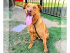 Golden Labrador DOG FOR ADOPTION RGADN-1265332 - *MAGNUS - Labrador Retriever /