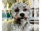 Shih-Poo DOG FOR ADOPTION RGADN-1265334 - Chewie - Shih Tzu / Poodle (Miniature)