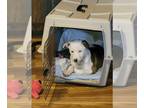 American Pit Bull Terrier-Collie Mix DOG FOR ADOPTION RGADN-1265335 - Jasmine -