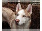 Mix DOG FOR ADOPTION RGADN-1265342 - Jackson - Husky (medium coat) Dog For