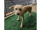 Adopt 2724 a Terrier