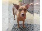 American Pit Bull Terrier Mix DOG FOR ADOPTION RGADN-1265348 - Rhonda - CL - Pit