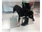 Shepweiller DOG FOR ADOPTION RGADN-1265373 - REX - Rottweiler / German Shepherd
