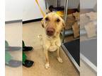 Labrador Retriever DOG FOR ADOPTION RGADN-1265381 - GUNNER - Labrador Retriever