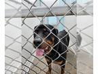 Rottweiler DOG FOR ADOPTION RGADN-1265399 - A071642 - Rottweiler (medium coat)