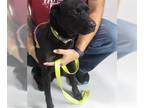 Labrador Retriever DOG FOR ADOPTION RGADN-1265401 - A071644 - Labrador Retriever