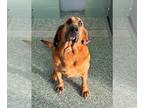 Bloodhound Mix DOG FOR ADOPTION RGADN-1265407 - CASH - Bloodhound / Mixed