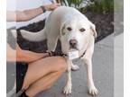 Labrenees DOG FOR ADOPTION RGADN-1265418 - Revel - Labrador Retriever / Great