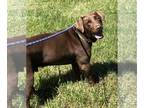 Mix DOG FOR ADOPTION RGADN-1265427 - Bailey - Chocolate Labrador Retriever
