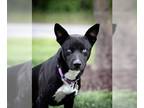 German Shepherd Dog-Siberian Husky Mix DOG FOR ADOPTION RGADN-1265452 - HERO -