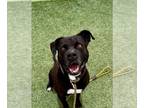 Bullboxer Pit DOG FOR ADOPTION RGADN-1265463 - NIKE - Pit Bull Terrier / Boxer /