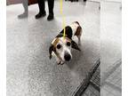 Beagle Mix DOG FOR ADOPTION RGADN-1265467 - TEXI - Beagle / Mixed (medium coat)