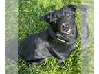 Shepradors DOG FOR ADOPTION RGADN-1265477 - BRIE - Labrador Retriever / German