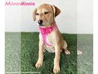 Labbe DOG FOR ADOPTION RGADN-1265480 - Minnie - Labrador Retriever / Beagle /