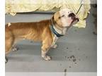 Bullboxer Pit DOG FOR ADOPTION RGADN-1265481 - ANDY WARHOWL - Pit Bull Terrier /