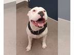 American Pit Bull Terrier DOG FOR ADOPTION RGADN-1265485 - SNOW WHITE - Pit Bull