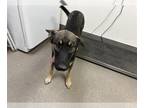 German Shepherd Dog Mix DOG FOR ADOPTION RGADN-1265487 - A109060 - German