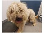 Goldendoodle DOG FOR ADOPTION RGADN-1265489 - BECCA - Golden Retriever / Poodle