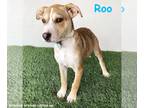Boxador DOG FOR ADOPTION RGADN-1265493 - Roo - Labrador Retriever / Boxer /