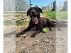 Labrador Retriever DOG FOR ADOPTION RGADN-1265495 - Bernadette - Labrador