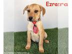 Boxador DOG FOR ADOPTION RGADN-1265501 - Ezra - Labrador Retriever / Boxer /