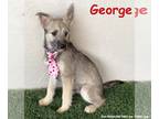 Miniature Schnauzer Mix DOG FOR ADOPTION RGADN-1265509 - George - Miniature