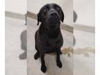 Labrador Retriever DOG FOR ADOPTION RGADN-1265519 - *DIAMOND - Labrador