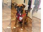 Boxer DOG FOR ADOPTION RGADN-1265540 - Xena - Boxer (short coat) Dog For