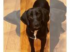 Labrador Retriever Mix DOG FOR ADOPTION RGADN-1265545 - Drake - Labrador