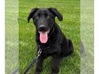 Shepradors DOG FOR ADOPTION RGADN-1265549 - Amir - Labrador Retriever / German