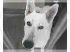German Shepherd Dog Mix DOG FOR ADOPTION RGADN-1265570 - JORDAN - German