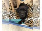 Labrador Retriever Mix DOG FOR ADOPTION RGADN-1265583 - *PIB - Labrador
