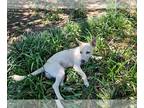 Huskies Mix DOG FOR ADOPTION RGADN-1265585 - Henry - Handsome pup!
