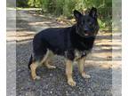 German Shepherd Dog Mix DOG FOR ADOPTION RGADN-1265586 - 240674 Mary - German