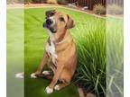 Boxer Mix DOG FOR ADOPTION RGADN-1265597 - LAYLA - Boxer / Mixed (medium coat)