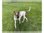 German Shorthaired Pointer Mix DOG FOR ADOPTION RGADN-1265601 - Frankie -