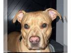 American Pit Bull Terrier Mix DOG FOR ADOPTION RGADN-1265604 - Brooklyn -“GOOD