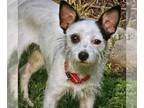 Rat Terrier DOG FOR ADOPTION RGADN-1265615 - Sky - Rat Terrier / Jack Russell