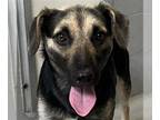 Dachshund-German Shepherd Dog Mix DOG FOR ADOPTION RGADN-1265629 - OBI WAN -