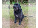 Sheprador DOG FOR ADOPTION RGADN-1265639 - Mollie Urgent - Australian Shepherd /