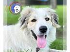 Great Pyrenees DOG FOR ADOPTION RGADN-1265640 - Sir Mix-A-Lot - Great Pyrenees