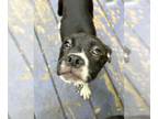 Boxer Mix DOG FOR ADOPTION RGADN-1265645 - Scarlett - Boxer / Mixed (short coat)