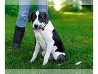Plott Hound Mix DOG FOR ADOPTION RGADN-1265646 - Betty - Plott Hound / Mixed