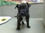 Adopt A534853 a Pit Bull Terrier