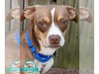 Boglen Terrier DOG FOR ADOPTION RGADN-1265650 - Anthony - Beagle / Boston