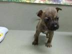 Adopt A534854 a Pit Bull Terrier