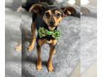 Italian Greyhound-Miniature Pinscher Mix DOG FOR ADOPTION RGADN-1265653 - Parker